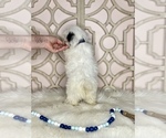 Small Photo #5 Shorkie Tzu Puppy For Sale in MORRIS CHAPEL, TN, USA
