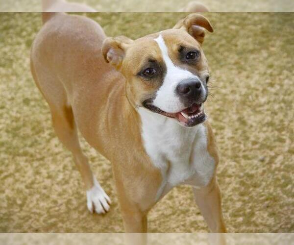 Medium Photo #2 American Staffordshire Terrier-Unknown Mix Puppy For Sale in Tallahassee, FL, USA
