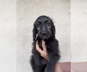 Goldendoodle Puppy for sale in LONG BEACH, CA, USA