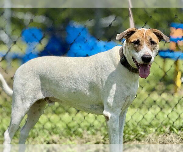 Medium Photo #2 American Foxhound-Unknown Mix Puppy For Sale in Tavares, FL, USA