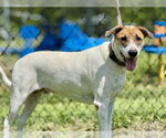 Small #1 American Foxhound Mix
