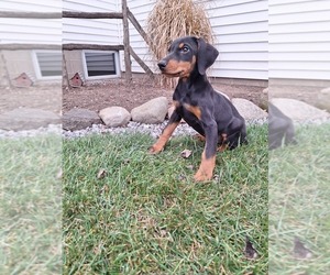 Doberman Pinscher Puppy for Sale in TOPEKA, Indiana USA