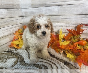 Cavapoo Puppy for sale in FULTON, KS, USA