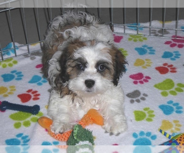 Medium Photo #13 Shih-Poo Puppy For Sale in ORO VALLEY, AZ, USA