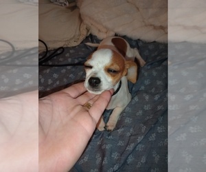 Chihuahua Puppy for sale in DAYTON, OH, USA