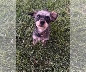 Crypto - Male Mutt Dog for Adoption - Photo #6