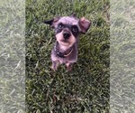Small #5 Mutt