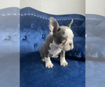 Small #21 French Bulldog