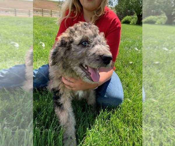 Medium Photo #2 Pyredoodle Puppy For Sale in PRESCOTT, WA, USA