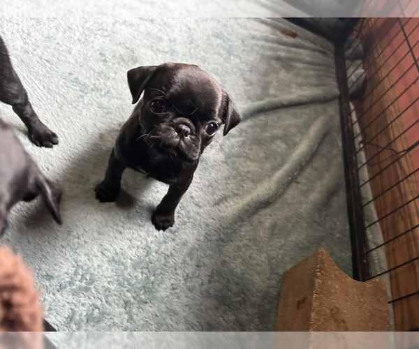 Medium Photo #2 Pug Puppy For Sale in BLOOMINGTON, IL, USA