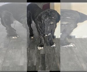 Neapolitan Mastiff Dogs for adoption in Ellisville, MO, USA