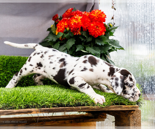Medium Photo #42 Great Dane Puppy For Sale in WAKARUSA, IN, USA