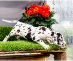 Small #5 Great Dane
