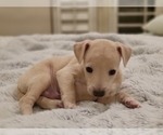 Small #1 Italian Greyhound