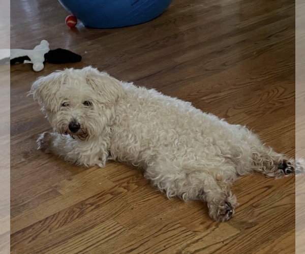 Medium Photo #1 Shih-Poo Puppy For Sale in Ball Ground, GA, USA