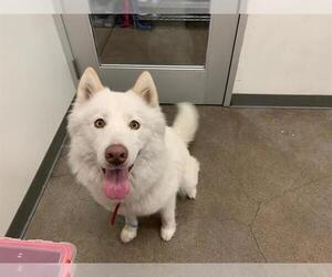 Siberian Husky Dogs for adoption in Berkeley , CA, USA