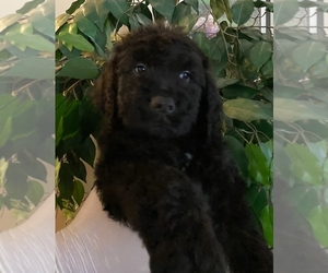 Goldendoodle Puppy for sale in CHARLOTTE, MI, USA