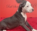 Small #4 American Pit Bull Terrier