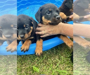 Rottweiler Puppy for sale in NEWLAND, NC, USA