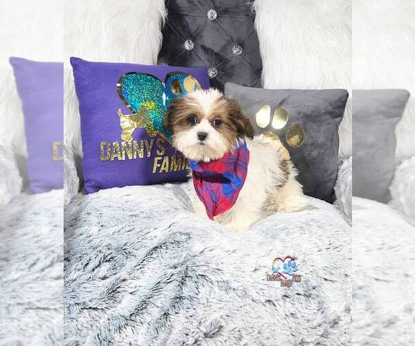Medium Photo #5 Zuchon Puppy For Sale in GRIFFITH, IN, USA