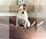Small #3 American Pit Bull Terrier Mix