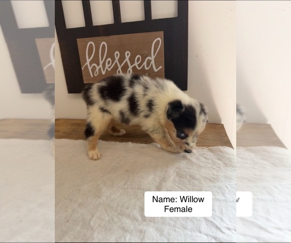 Medium Photo #4 Australian Shepherd Puppy For Sale in FORSYTH, GA, USA