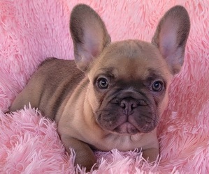 French Bulldog Puppy for Sale in LAS VEGAS, Nevada USA