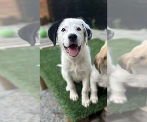Great Pyrenees-Unknown Mix Dogs for adoption in Croydon, NH, USA