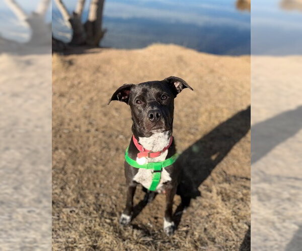 Medium Photo #1 Mutt Puppy For Sale in Brighton, CO, USA