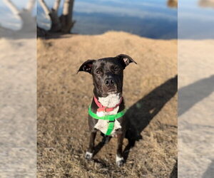 Mutt Dogs for adoption in Brighton, CO, USA