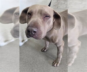 Mutt Dogs for adoption in San Bernardino, CA, USA