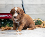 Small #1 Goldendoodle (Miniature)