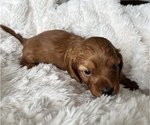 Small Photo #5 Dachshund Puppy For Sale in BROWNSBURG, IN, USA