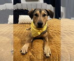 Small #2 Mutt