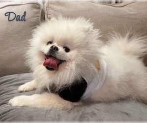 Father of the Pomeranian puppies born on 06/01/2025