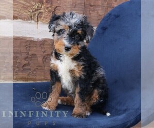 Bernedoodle (Miniature) Puppy for sale in NARVON, PA, USA
