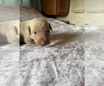Small #2 Labrador Retriever
