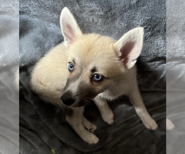 Medium Photo #101 Pomsky Puppy For Sale in LOVELAND, CO, USA