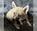 Small #100 Pomsky