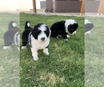 Small Photo #3 Sheepadoodle Puppy For Sale in CANYON, TX, USA