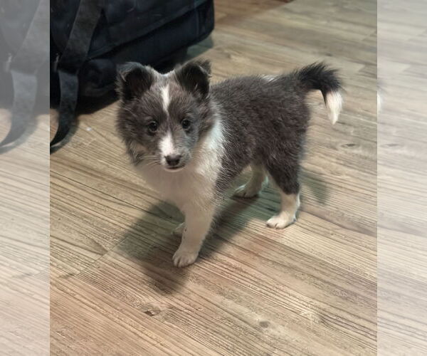 Medium Photo #4 Mutt Puppy For Sale in Newport Beach, CA, USA