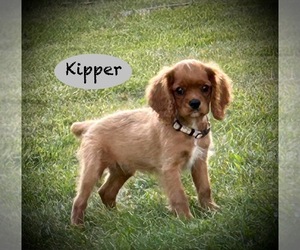 Cavalier King Charles Spaniel Puppy for sale in AUGUSTA, WI, USA