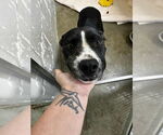 Small American Staffordshire Terrier