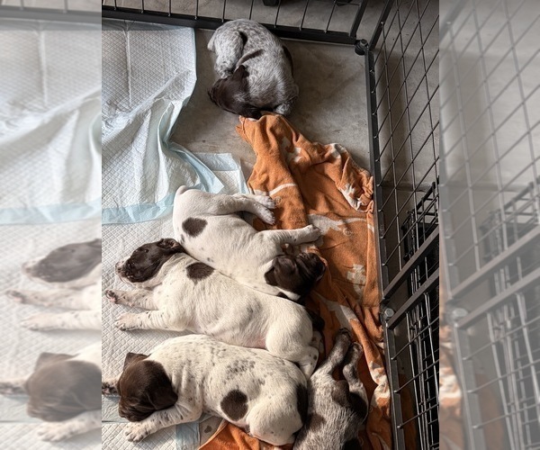 Medium Photo #2 German Shorthaired Pointer Puppy For Sale in CAMDEN, SC, USA