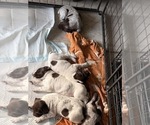 Small #1 German Shorthaired Pointer