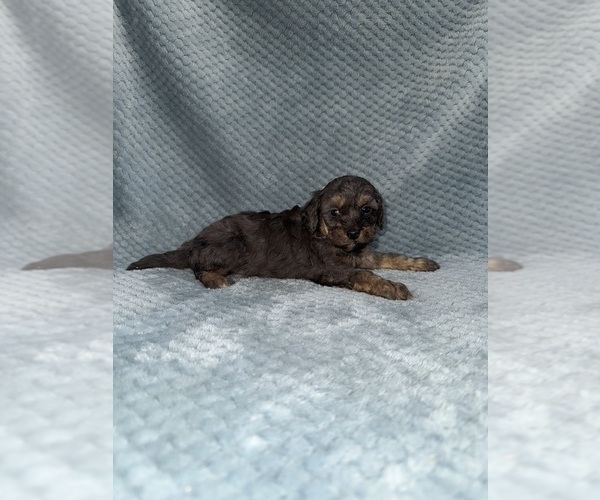 Medium Photo #8 Cavapoo mix (+ Poodle Miniature) Puppy For Sale in MUNFORDVILLE, KY, USA