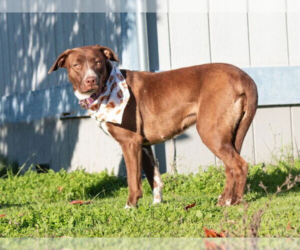 Medium Photo #2 Border Collie-Unknown Mix Puppy For Sale in San Andreas, CA, USA