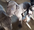 Small Photo #11 Great Dane Puppy For Sale in DEVINE, TX, USA