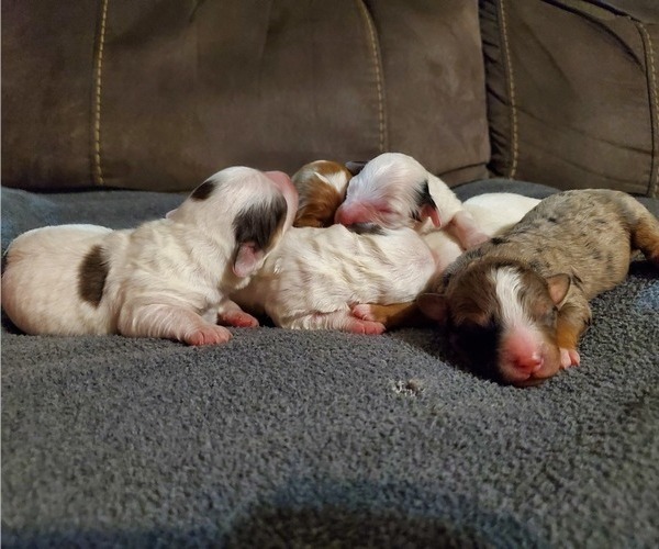 Medium Photo #8 Bernedoodle (Miniature) Puppy For Sale in LEETONIA, OH, USA