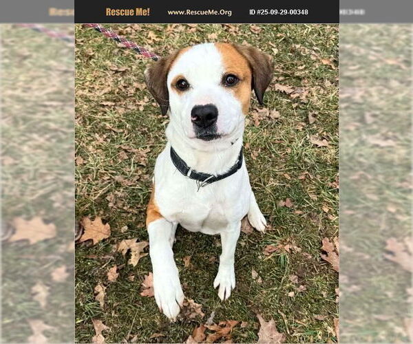 Medium Photo #2 American Pit Bull Terrier-Beagle Mix Puppy For Sale in Benton, PA, USA